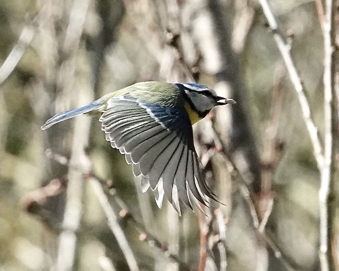 blue tit